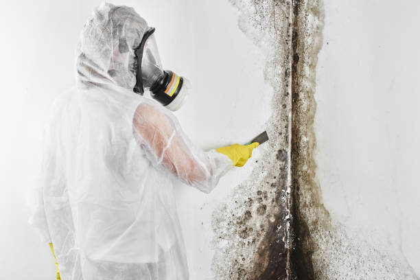 Best Professional Mold Removal  in Center Hill, FL