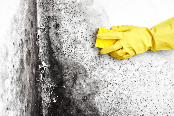 Best Black Mold Removal  in Center Hill, FL