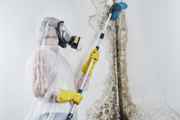 Best Same-Day Mold Removal  in Center Hill, FL