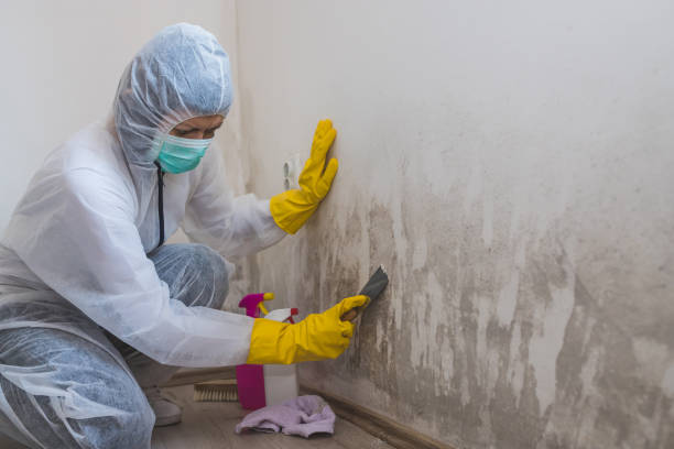 Best Fast Mold Removal  in Center Hill, FL
