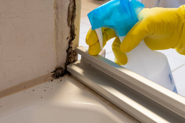Best Certified Mold Removal  in Center Hill, FL