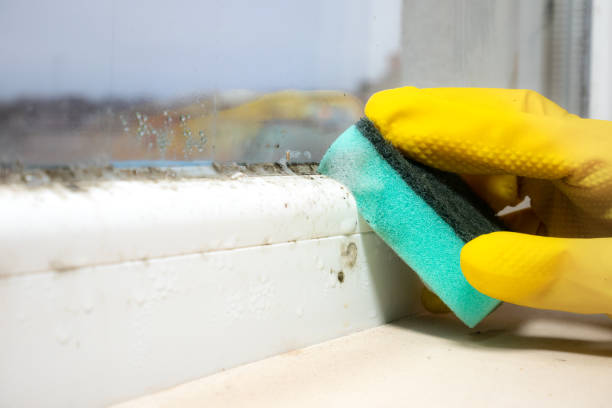 Best Affordable Mold Removal  in Center Hill, FL