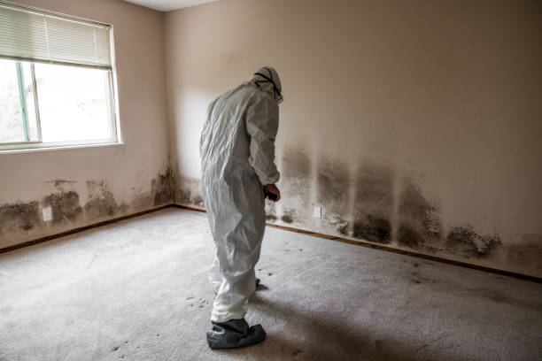 Best Best Mold Removal Companies  in Center Hill, FL